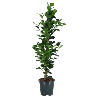 FICUS MICROCARPA Potteplante, Ficus Microcarpa, 19 cm