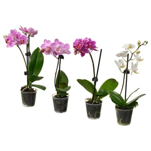 PHALAENOPSIS Potteplante, orkidé flere farger, 6 cm