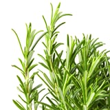 ROSMARINUS OFFICINALIS Potteplante, Rosmarin, 14 cm