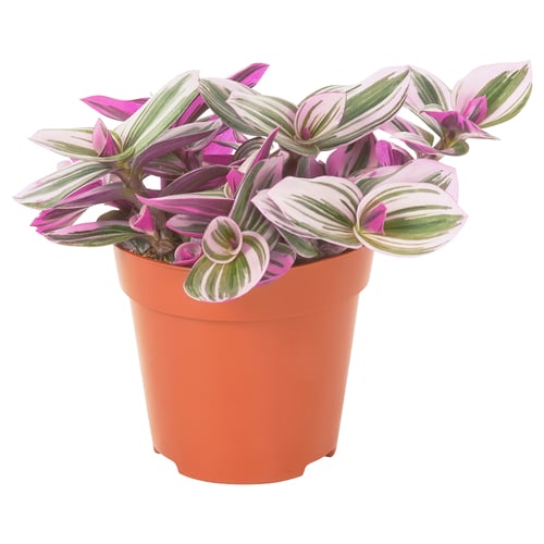 TRADESCANTIA Potteplante, Spiderwort lilla, 12 cm