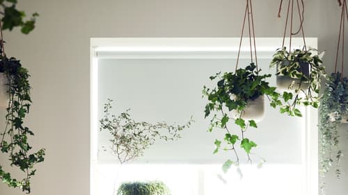 Hanging planters