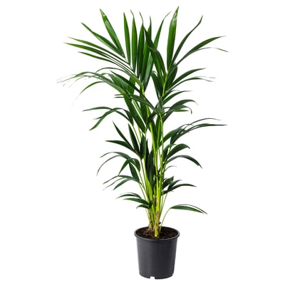 HOWEA FORSTERIANA Potted plant, Kentia palm, 22 cm