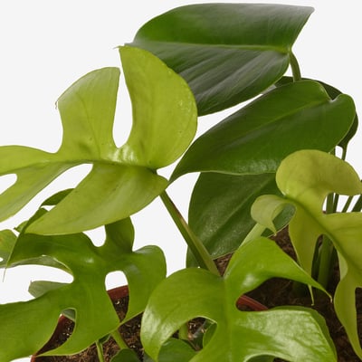 MONSTERA Potted plant, Swiss cheese plant, 12 cm