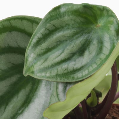 PEPEROMIA Potted plant, Peperomia assorted, 12 cm