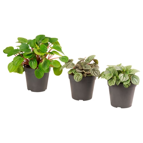Three potted PEPEROMIA plants with green, spotted, and variegated leaves in black plastic pots.