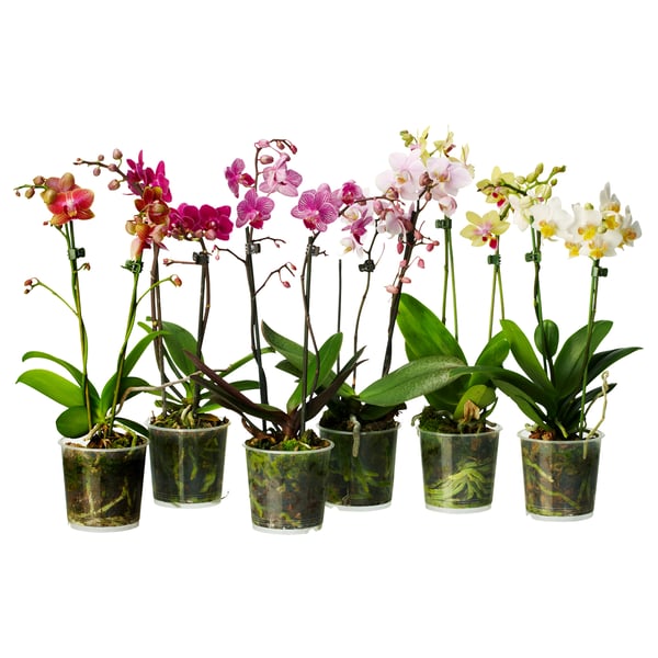 PHALAENOPSIS Potted plant, Orchid assorted colours, 9 cm