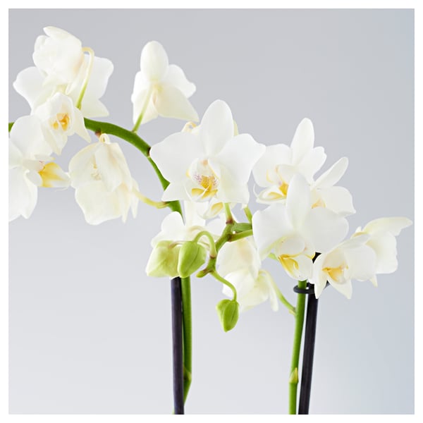 PHALAENOPSIS Potted plant, Orchid assorted colours, 9 cm