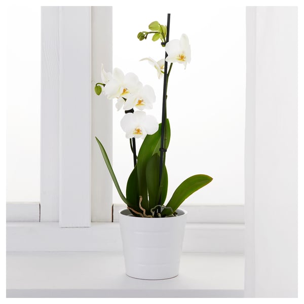 PHALAENOPSIS Potted plant, Orchid assorted colours, 9 cm