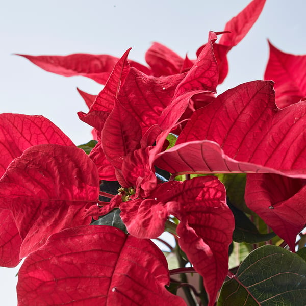 Bright red POINSETTIA plant, fresh and vivid leaves, healthy and well-cared for.