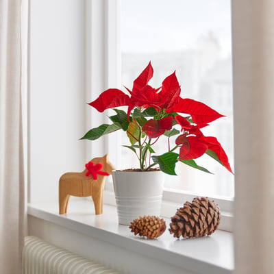 Bright red POINSETTIA in white pot on windowsill with wooden horse and pinecones.