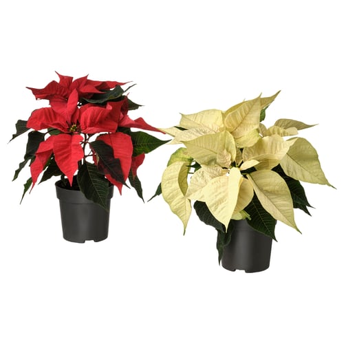 Two potted POINSETTIAs: one red, one cream, in black plastic pots.