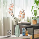 White orchid in geometric mint vase on table. Two small blue and brown glass vases nearby, surrounded by books.