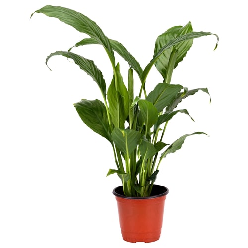 A green SPATHIPHYLLUM plant in a red plastic pot. The pot is simple and cylindrical.
