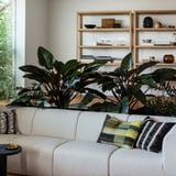 Modern living room with beige stockholm sofa, colourful pillows, green plants, bookshelf, and side table.