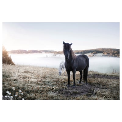 Black horse stands in frosty, misty field with white horse behind.