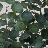 FEJKA Artificial potted plant, in/outdoor eucalyptus, 19 cm