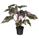 FEJKA Artificial potted plant, in/outdoor Philodendron/green/pink, 15 cm