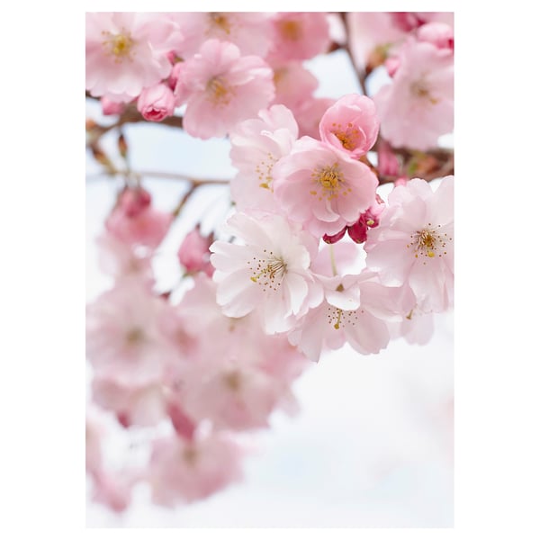 Blossoming pink flowers on white canvas, vivid floral design.