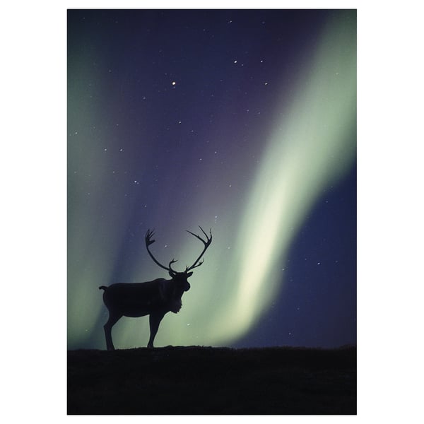 Silhouette of reindeer under aurora, dark sky, white light.