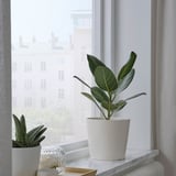 SOJABÖNA Plant pot, white, 15 cm