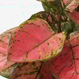 AGLAONEMA Potted plant, Chinese evergreen, 12 cm