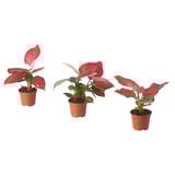 AGLAONEMA Potted plant, Chinese evergreen, 12 cm