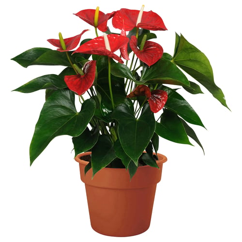 Bright red anthurium plant in a brown pot, lush green leaves, large glossy flowers.