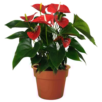 ANTHURIUM ANDREANUM Potted plant, Flamingo plant, 12 cm