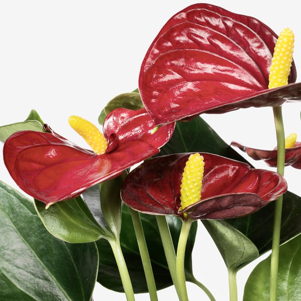 ANTHURIUM ANDREANUM Potted plant, Flamingo plant, 12 cm