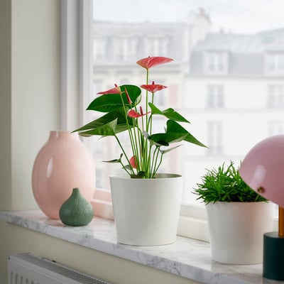 ANTHURIUM ANDREANUM Potted plant, Flamingo plant, 12 cm