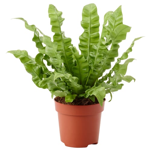 Potted fern