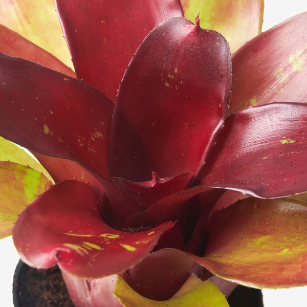 BROMELIACEAE Potted plant, Bromeliad, 9 cm