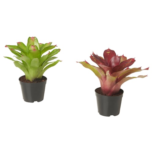 Two potted bromeliads, one green, one red and green, in black pots.