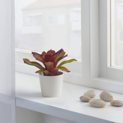 BROMELIACEAE Potted plant, Bromeliad, 9 cm