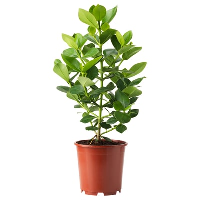 CLUSIA Potted plant, Clusia, 19 cm