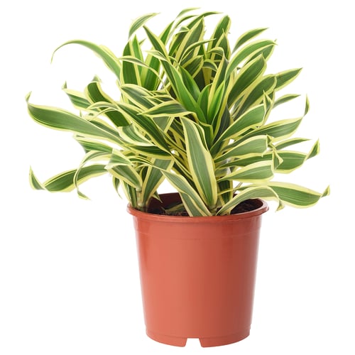 Potted green and yellow striped plant in red container.