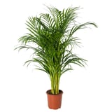 DYPSIS LUTESCENS Potted plant, Areca palm, 24 cm