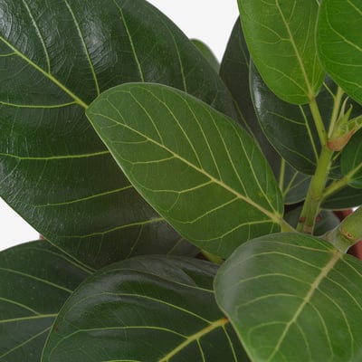 FICUS BENGHALENSIS Potted plant, banyan, 14 cm
