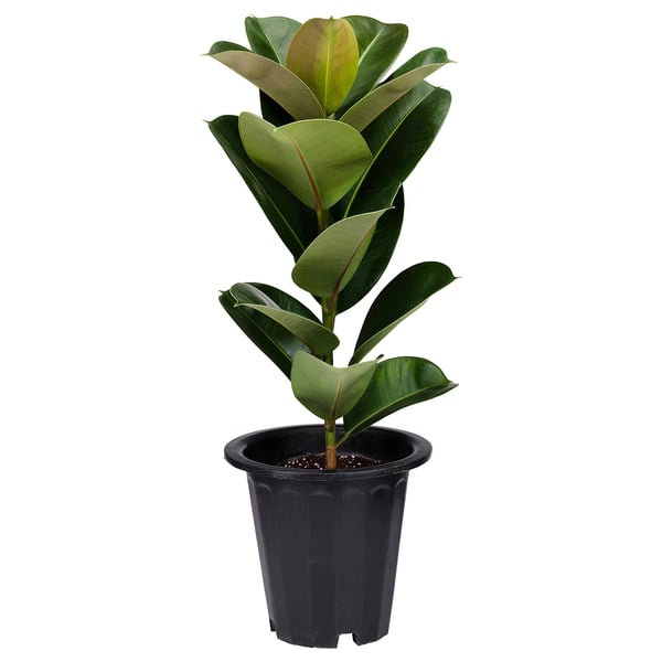 FICUS ELASTICA Potted plant, Rubber plant, 24 cm