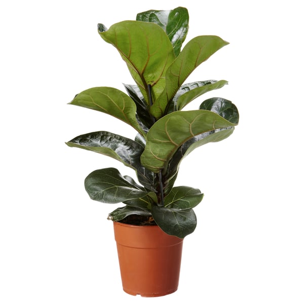 FICUS LYRATA Potted plant, fiddle-leaf fig, 12 cm