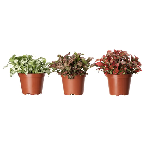 Three potted FITTONIA plants in red-brown pots, displaying green, reddish-brown, and deep reddish leaves, arranged side by side.