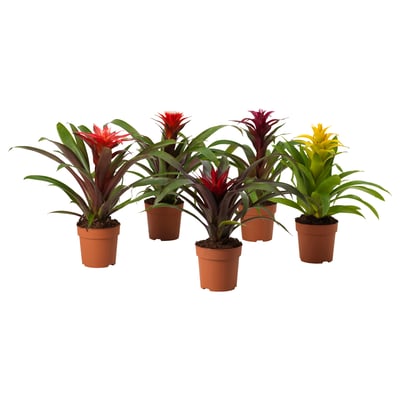 GUZMANIA Potted plant, Scarlet star assorted colors, 12 cm