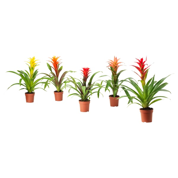 GUZMANIA Potted plant, Scarlet star assorted colors, 12 cm