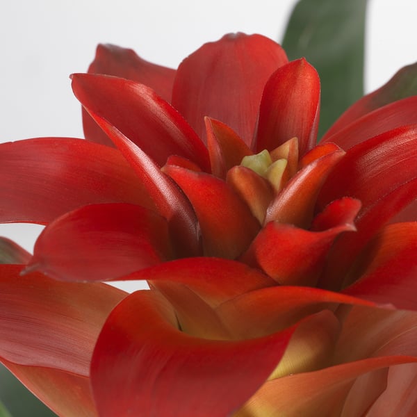 GUZMANIA Potted plant, Scarlet star assorted colors, 12 cm