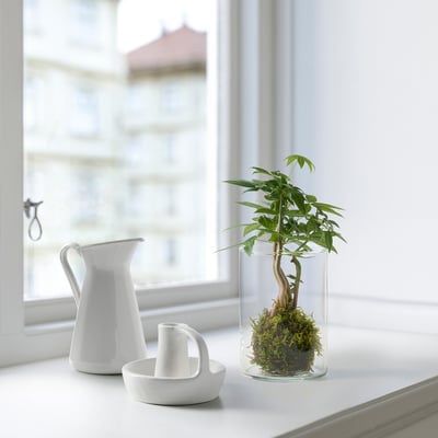 HÄLLASKOGEN Plant in moss ball, assorted species plants/kokedama, 9 cm
