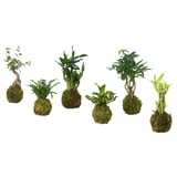 HÄLLASKOGEN Plant in moss ball, assorted species plants/kokedama, 9 cm