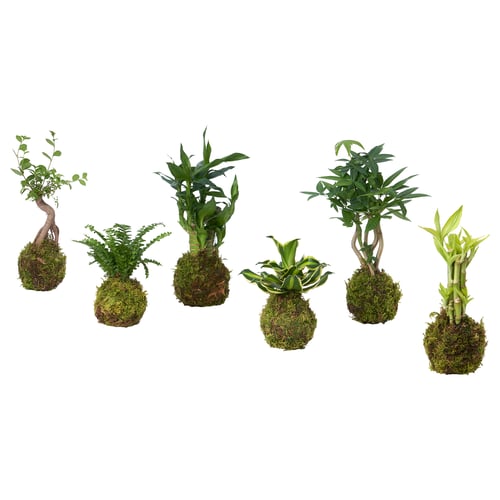 Six japanese-style plants, each wrapped in green moss, displayed together.