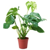 MONSTERA DELICIOSA Potted plant, Swiss cheese plant, 24 cm