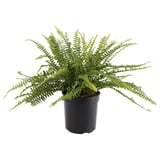 NEPHROLEPIS 'BOSTON' Potted plant, fern, 12 cm