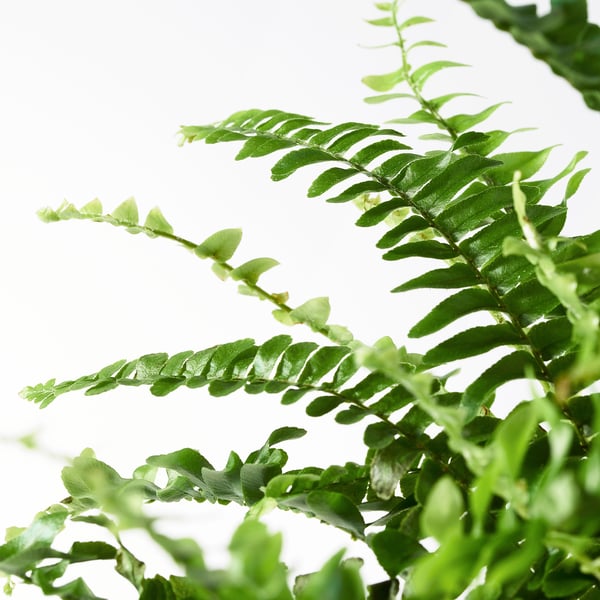 NEPHROLEPIS 'BOSTON' Potted plant, fern, 12 cm